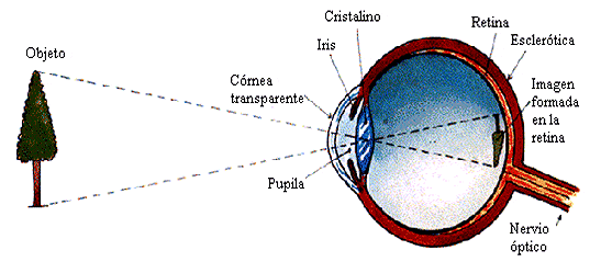 acomodacion